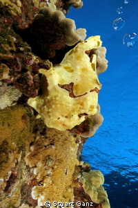 Commersons frogfish by Stuart Ganz 